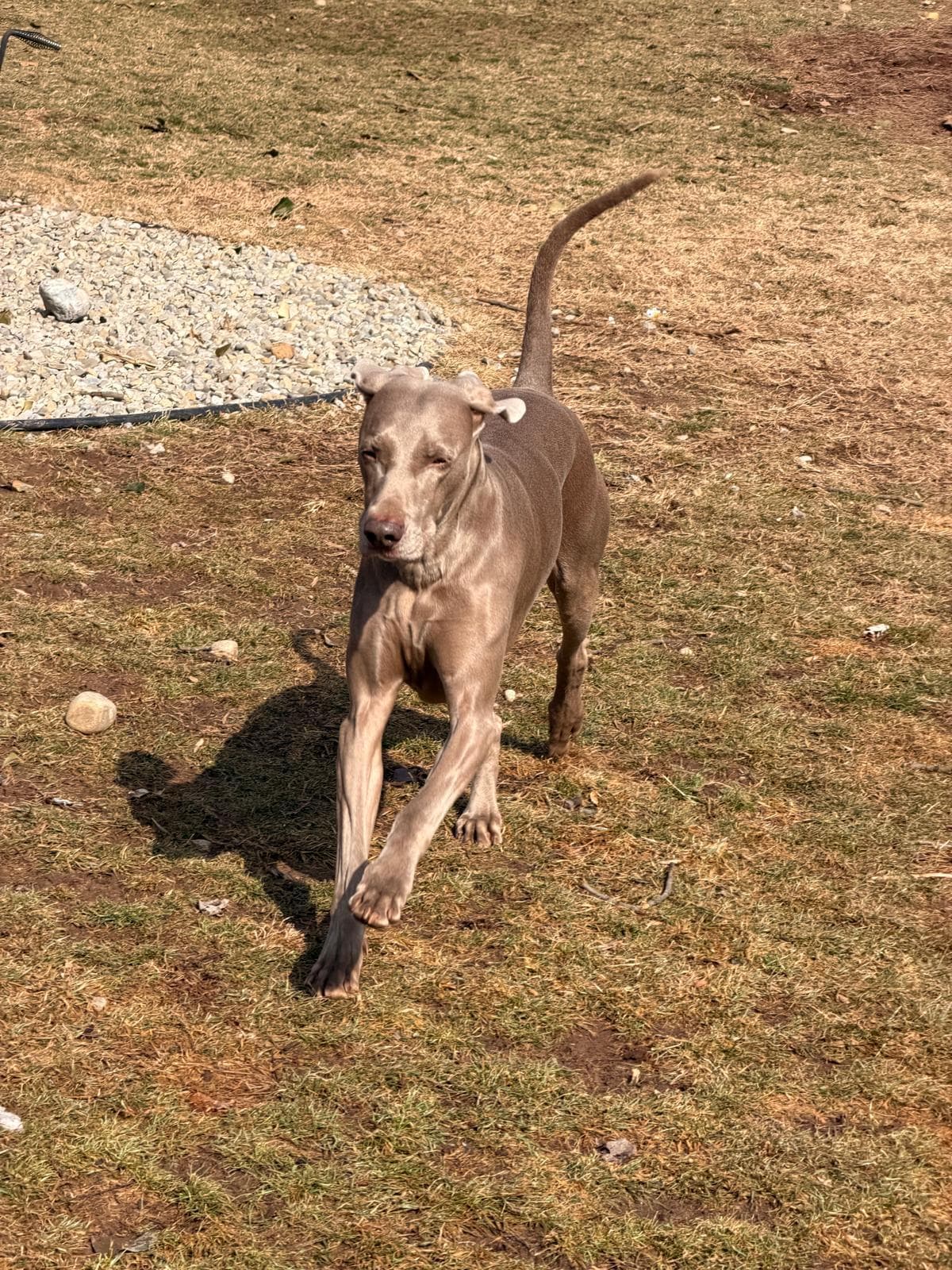 Dog Day Care - AURATECH | Tantor’s House
