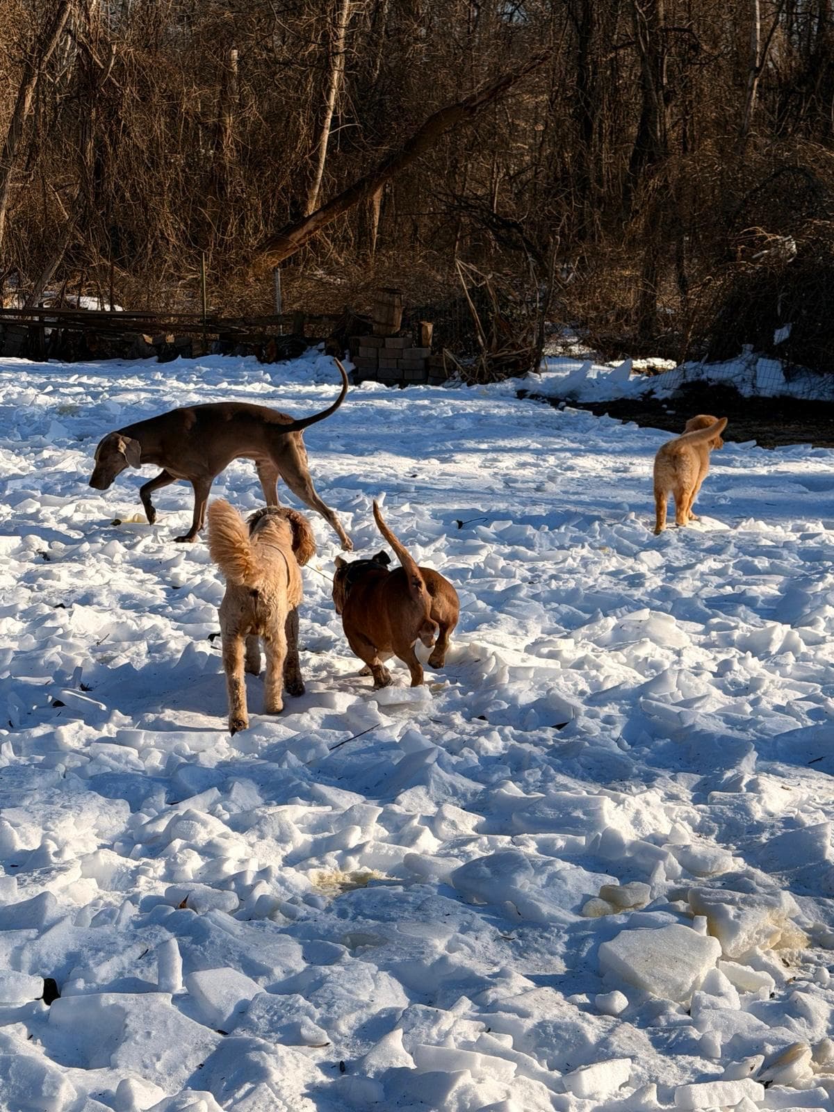 Dog Boarding